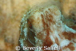 This guy was showing his colors. Night dive of an octopus. by Beverly Saffell 